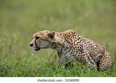 Cheetah Hunting, Serengeti, Tanzania