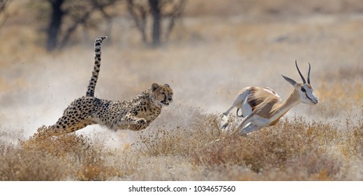 Cheetah hunting springbuck in Etosha National Park