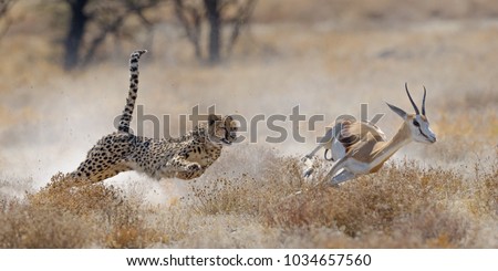 Cheetah hunting springbuck in Etosha National Park