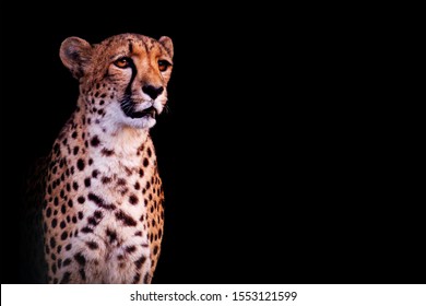 Cheetah Isolated On Black Background