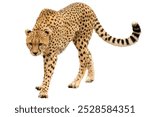 cheetah isolated on white background.