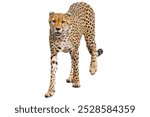 cheetah isolated on white background.