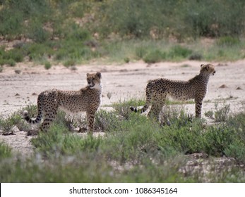 Cheetah In The Kgalagadi Transfrontier National Park