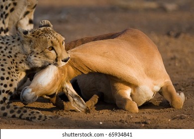 A Cheetah Killing And Impala Ram