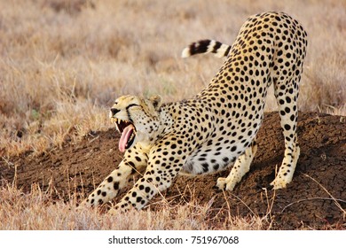 Cheetah In Lewa Downs, Kenya