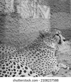 The Cheetah Lies On The Ground. Black And White Photography. Africa. African Culture. Exotic Animal. Portrait Of A Cheetah.