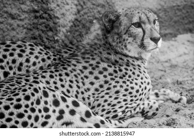 The Cheetah Lies On The Ground. Black And White Photography. Africa. African Culture. Exotic Animal. Portrait Of A Cheetah.