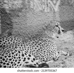 The Cheetah Lies On The Ground. Black And White Photography. Africa. African Culture. Exotic Animal. Portrait Of A Cheetah.