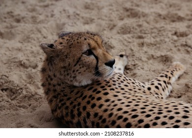 The Cheetah Lies On The Ground.Africa. African Culture. Exotic Animal. Portrait Of A Cheetah.