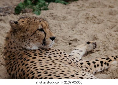 The Cheetah Lies On The Ground.Africa. African Culture. Exotic Animal. Portrait Of A Cheetah.