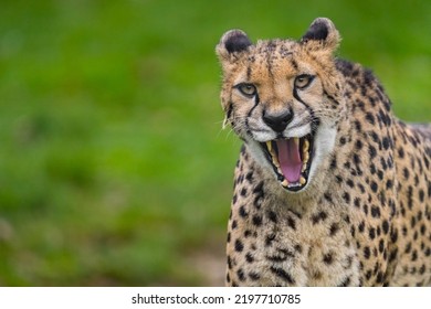 Cheetah Looking Angry To The Camera