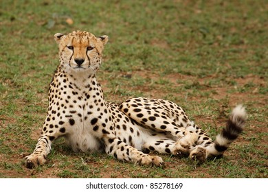 A cheetah looking at camera in Masai Mara Game Reserve