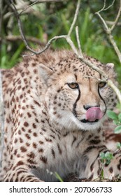 Cheetah lying down