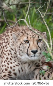 Cheetah lying down