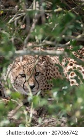 Cheetah lying down
