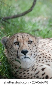 Cheetah lying down