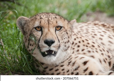 Cheetah lying down