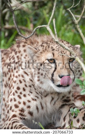 Cheetah lying down