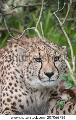 Cheetah lying down