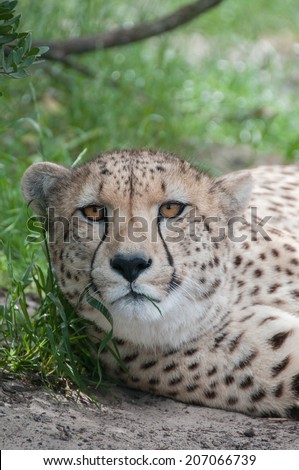 Cheetah lying down