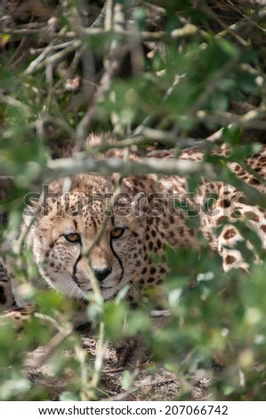 Cheetah lying down