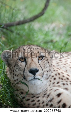 Cheetah lying down