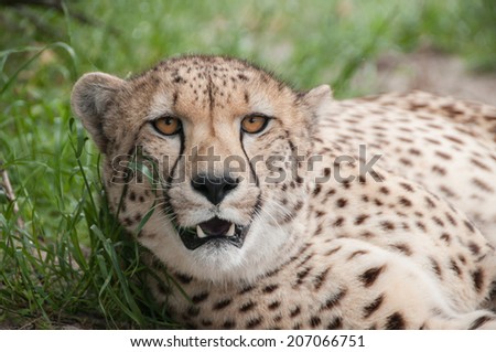 Cheetah lying down