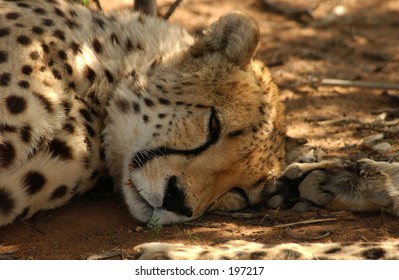 A cheetah lying on the ground, Namibia, Africa