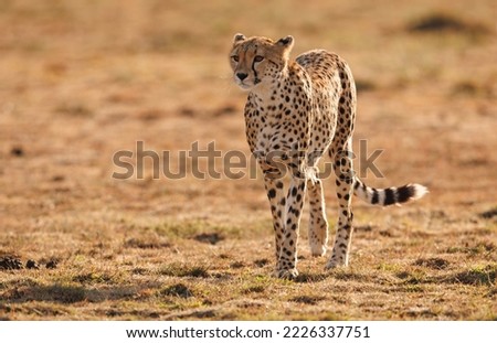 Cheetah in the Maasai Mara, Africa 