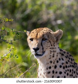 Cheetah Male Stalking An Impala