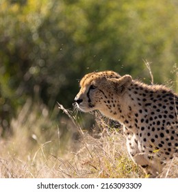 Cheetah Male Stalking An Impala