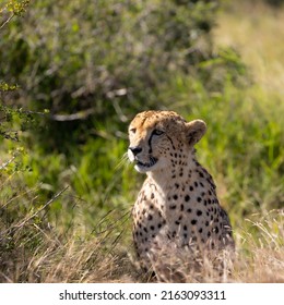 Cheetah Male Stalking An Impala