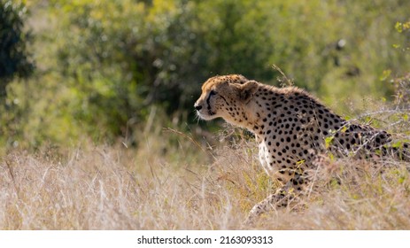 Cheetah Male Stalking An Impala