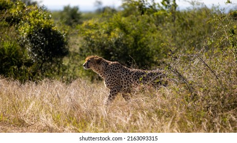 Cheetah Male Stalking An Impala