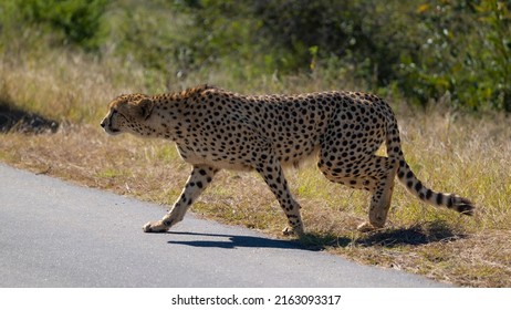 Cheetah Male Stalking An Impala