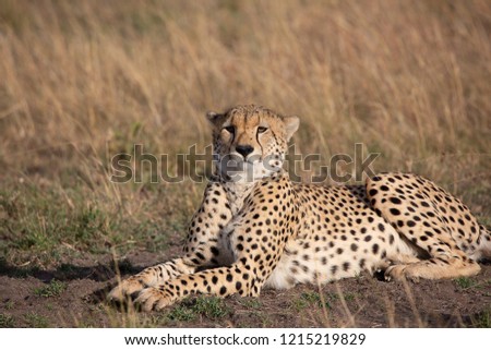 Cheetah, Masai Mara