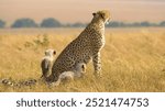 cheetah in masai mara national park in kenya