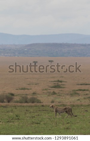 Similar – Image, Stock Photo Maasai walking in the savannah at sunset