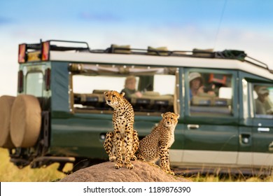 Cheetah At Masai Mara With Onlooking Tourist 