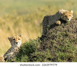              Cheetah mom and cub, Nairobi National Park, Kenya                   - Powered by Shutterstock