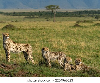                    Cheetah mom with cubs, Masai Mara, Kenya             - Powered by Shutterstock