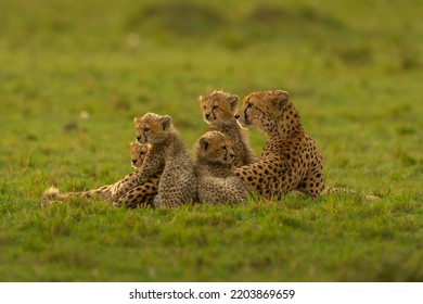 Cheetah Mother With Four Cubs At Masai Mara, Kenya