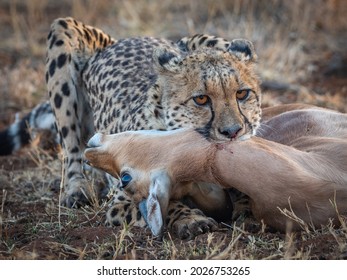 Cheetah Mother On Impala Kill