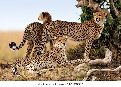 Cheetah Mother And Two Older Cubs, Masai Mara, Kenya