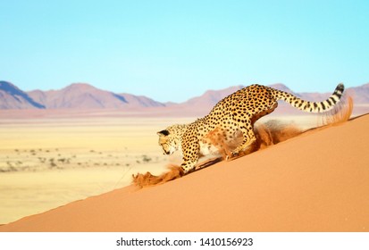 Cheetah In The Namib Desert