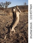 Cheetah in Namibia