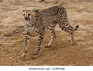 Cheetah, Namibia