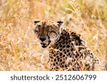 A cheetah on the African grassland, eyes closed and mouth open, panting.