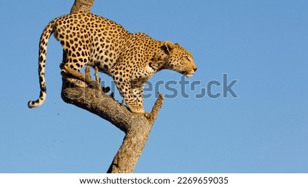 Cheetah on a tree ready to jump