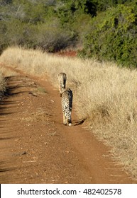 Cheetah, Phinda Private Game Reserve, South Africa